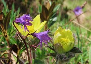 27 Soldanella alpina con Anemone sulfureo 
